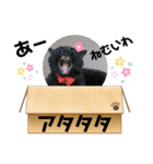 リアル黒猫・ロシアンブルー・ベンガル（個別スタンプ：38）