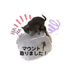リアル黒猫・ロシアンブルー・ベンガル（個別スタンプ：40）