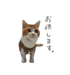 我が家のわんにゃん日常会話2（個別スタンプ：3）