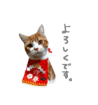 我が家のわんにゃん日常会話2（個別スタンプ：5）