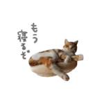 我が家のわんにゃん日常会話2（個別スタンプ：6）