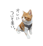 我が家のわんにゃん日常会話2（個別スタンプ：10）