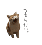 我が家のわんにゃん日常会話2（個別スタンプ：11）