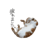 我が家のわんにゃん日常会話2（個別スタンプ：13）