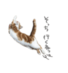 我が家のわんにゃん日常会話2（個別スタンプ：18）