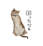 我が家のわんにゃん日常会話2（個別スタンプ：19）