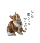 我が家のわんにゃん日常会話2（個別スタンプ：20）
