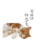 我が家のわんにゃん日常会話2（個別スタンプ：23）