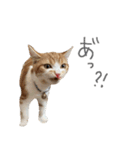 我が家のわんにゃん日常会話2（個別スタンプ：25）