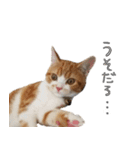 我が家のわんにゃん日常会話2（個別スタンプ：27）