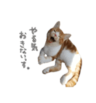 我が家のわんにゃん日常会話2（個別スタンプ：28）