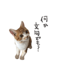 我が家のわんにゃん日常会話2（個別スタンプ：30）