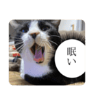 まめたろうその2（個別スタンプ：10）