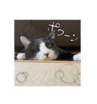 まめたろうその2（個別スタンプ：15）