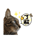 猫村家のにゃんず（個別スタンプ：2）