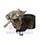 猫村家のにゃんず2（個別スタンプ：15）