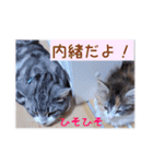 とらお＆らいこ【猫の気持ち編】（個別スタンプ：15）