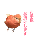 アキクサインコのゆゆ敬語（個別スタンプ：2）