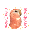 アキクサインコのゆゆ敬語（個別スタンプ：5）