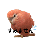 アキクサインコのゆゆ敬語（個別スタンプ：13）