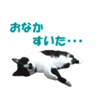 木更津猫チョビすけ_04（個別スタンプ：1）