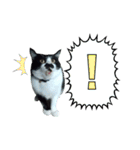 木更津猫チョビすけ_04（個別スタンプ：2）