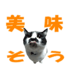 木更津猫チョビすけ_04（個別スタンプ：3）