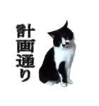 木更津猫チョビすけ_04（個別スタンプ：4）