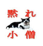 木更津猫チョビすけ_04（個別スタンプ：5）