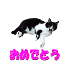 木更津猫チョビすけ_04（個別スタンプ：6）