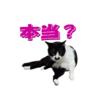 木更津猫チョビすけ_04（個別スタンプ：7）