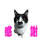 木更津猫チョビすけ_04（個別スタンプ：8）