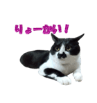 木更津猫チョビすけ_04（個別スタンプ：9）