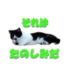 木更津猫チョビすけ_04（個別スタンプ：10）