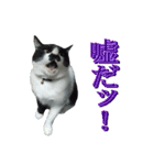 木更津猫チョビすけ_04（個別スタンプ：11）