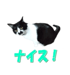 木更津猫チョビすけ_04（個別スタンプ：12）