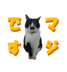 木更津猫チョビすけ_04（個別スタンプ：13）