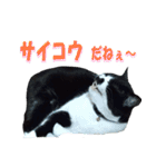 木更津猫チョビすけ_04（個別スタンプ：16）