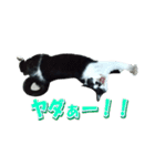 木更津猫チョビすけ_04（個別スタンプ：17）