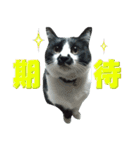 木更津猫チョビすけ_04（個別スタンプ：18）