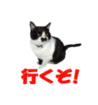 木更津猫チョビすけ_04（個別スタンプ：19）