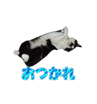木更津猫チョビすけ_04（個別スタンプ：20）