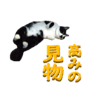 木更津猫チョビすけ_04（個別スタンプ：21）