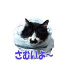木更津猫チョビすけ_04（個別スタンプ：23）