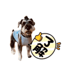 Mシュナウザー・カールアニバーサリー（個別スタンプ：8）