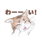 猫さんスタンプ（色鉛筆イラスト）（個別スタンプ：13）