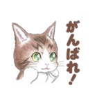 猫さんスタンプ（色鉛筆イラスト）（個別スタンプ：28）