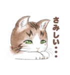 猫さんスタンプ（色鉛筆イラスト）（個別スタンプ：31）