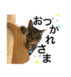 とえだーず（個別スタンプ：5）