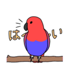 【敬語多め】オオハナインコのキョロちゃん（個別スタンプ：3）